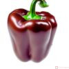 Chocolate Bell Pepper Seeds for sale