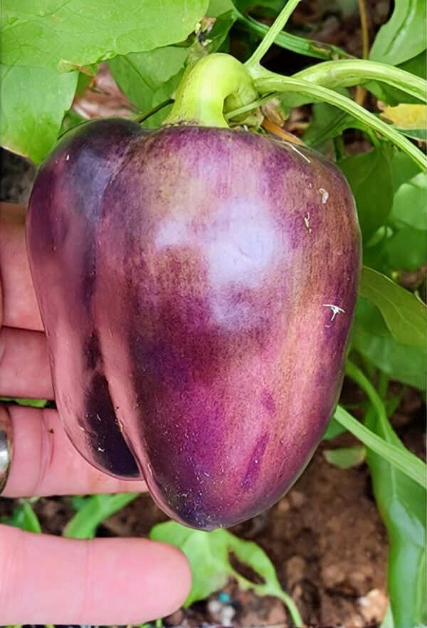 Purple Beauty Bell Pepper