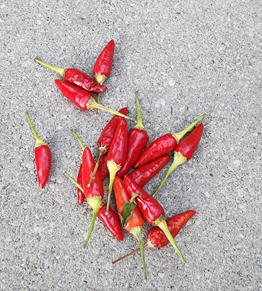 Basket of Fire - Image 2