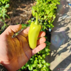 Hungarian Wax Pepper fruit