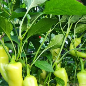 Hungarian Wax Pepper fruit growing