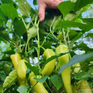 Hungarian Wax Pepper fruit growing