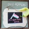 Hungarian Wax Pepper fruit on display