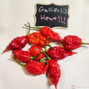Gallipolis Heat