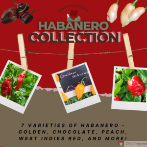 Habanero Collection
