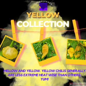 Yellow Collection