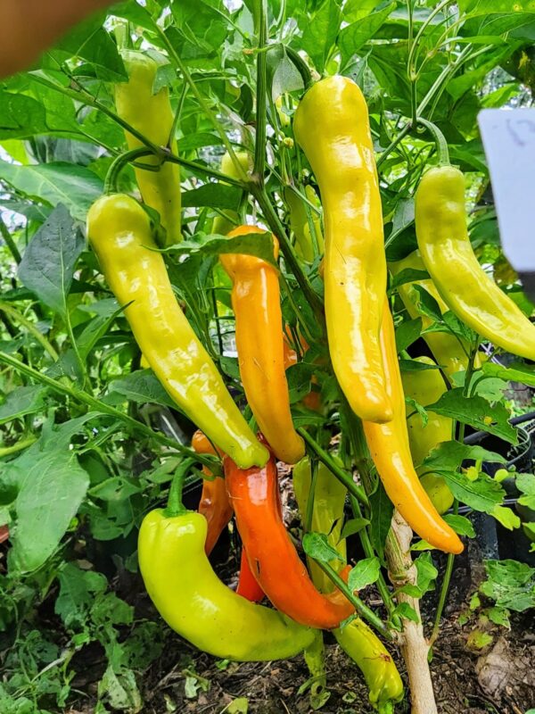 Pepperoncini - Image 4