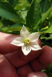 One month after going outside - start pepper seeds