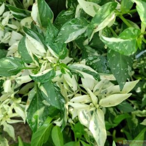 Fish Pepper variegated leaves