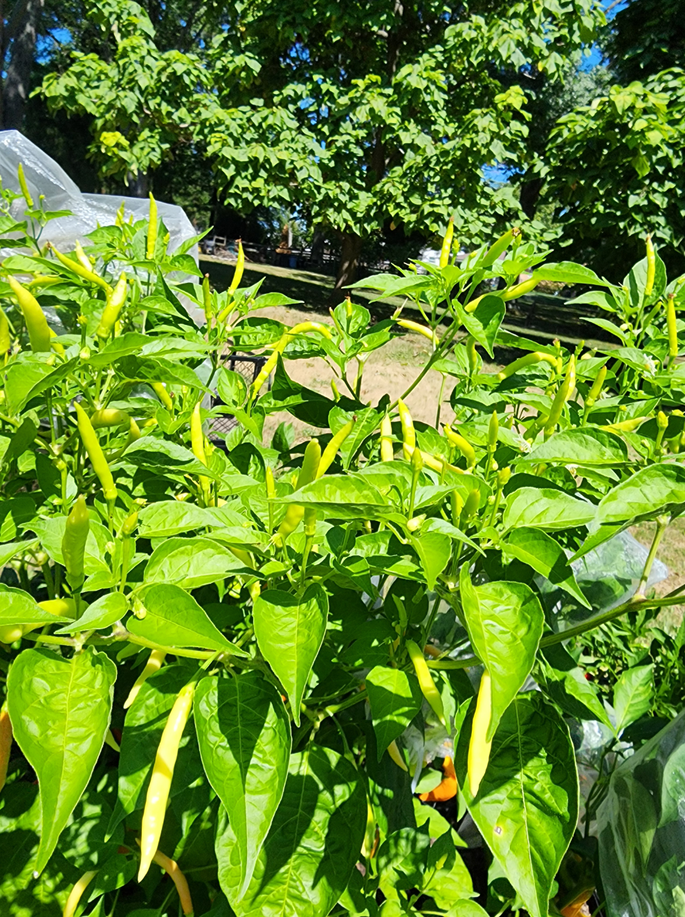 Aji Peri Peri - Image 2