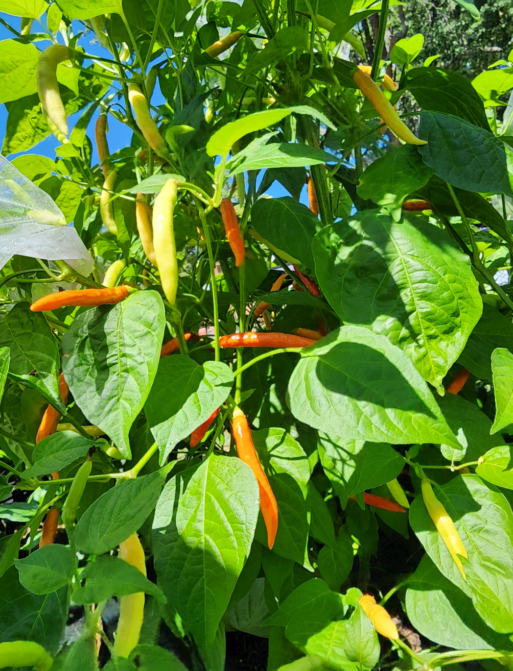 Aji Peri Peri - Image 3