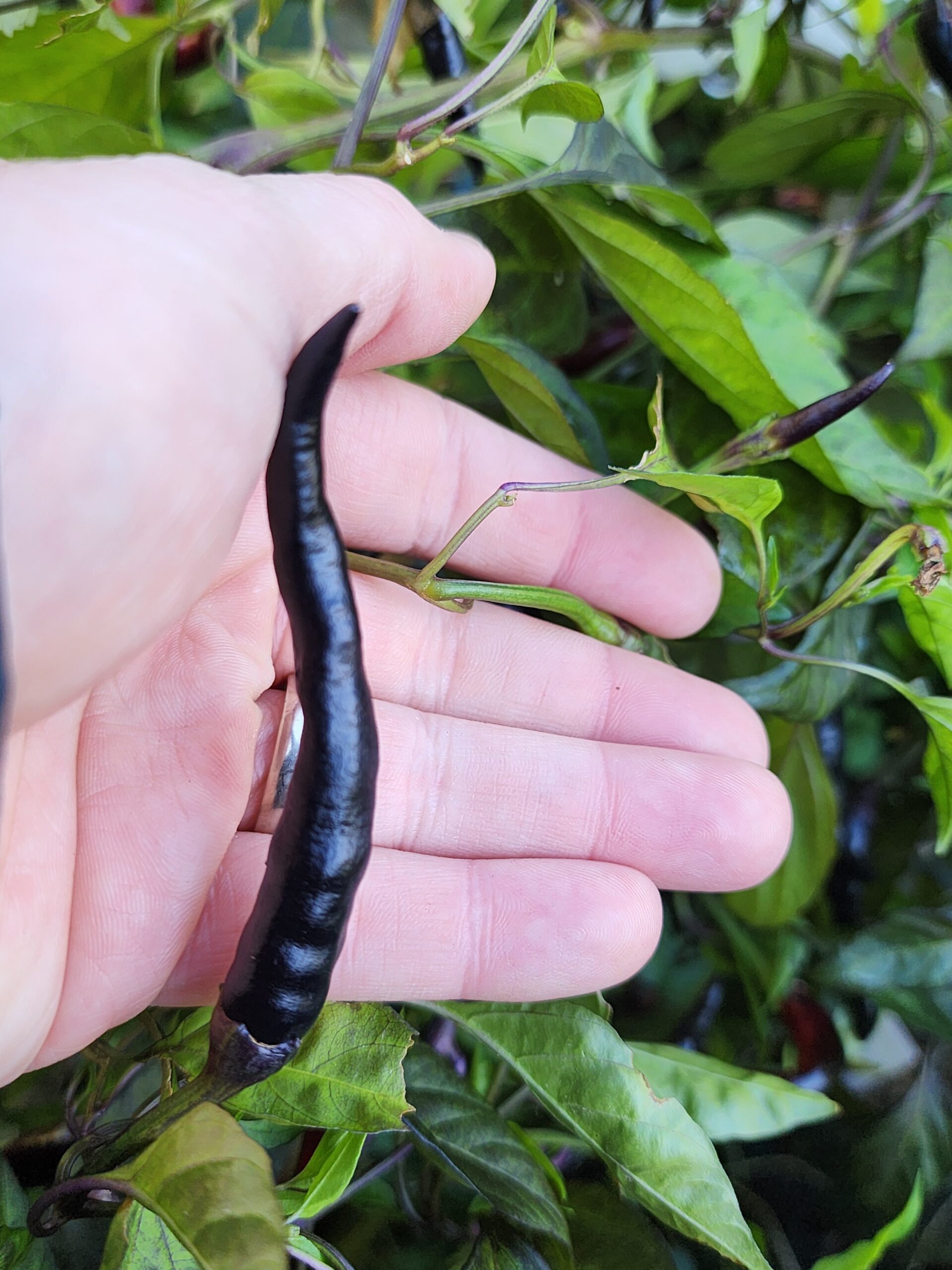 Black Thai - Image 3