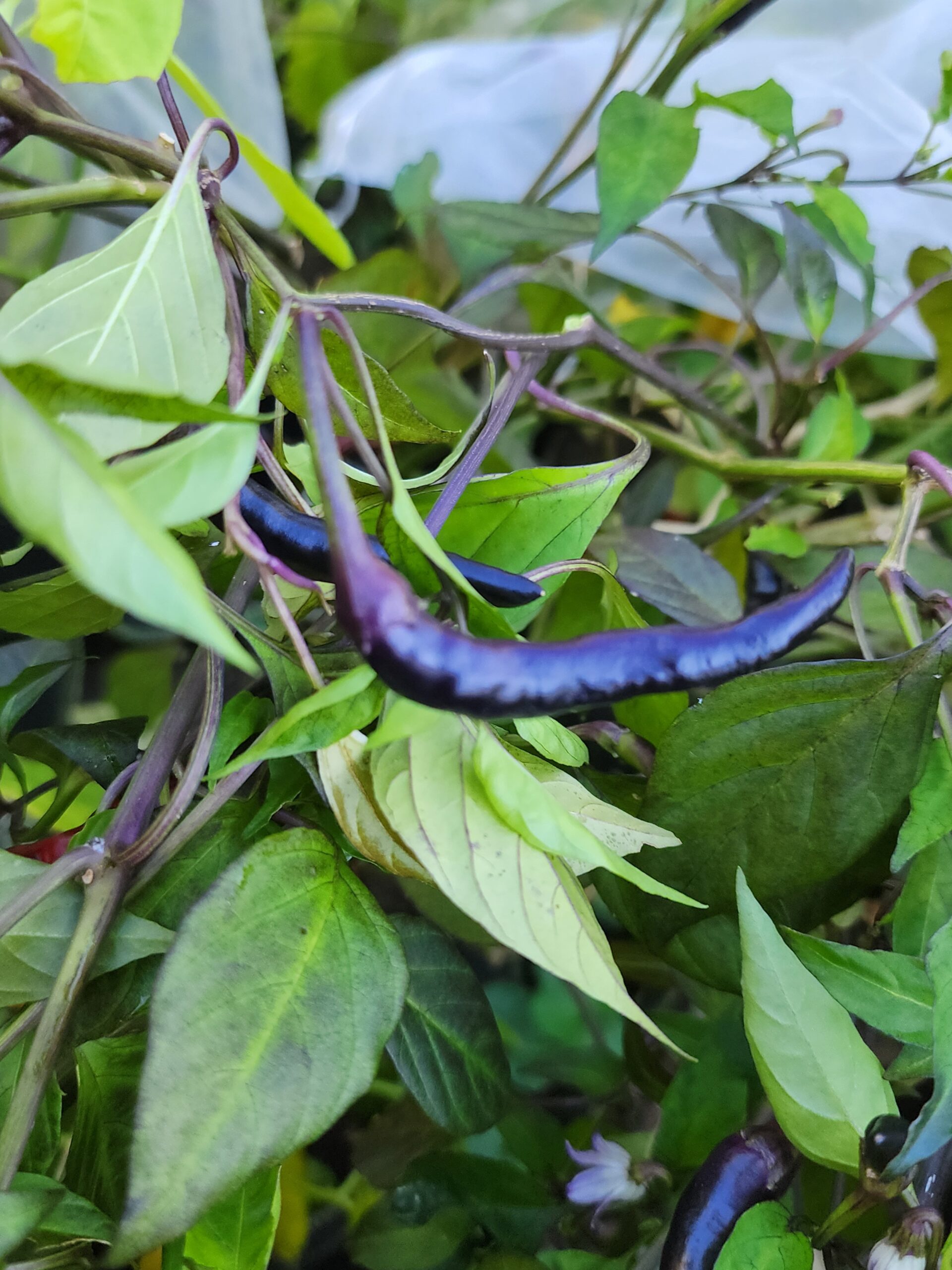 Black Thai - Image 5