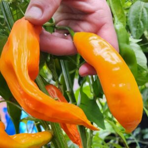 Aji Mango