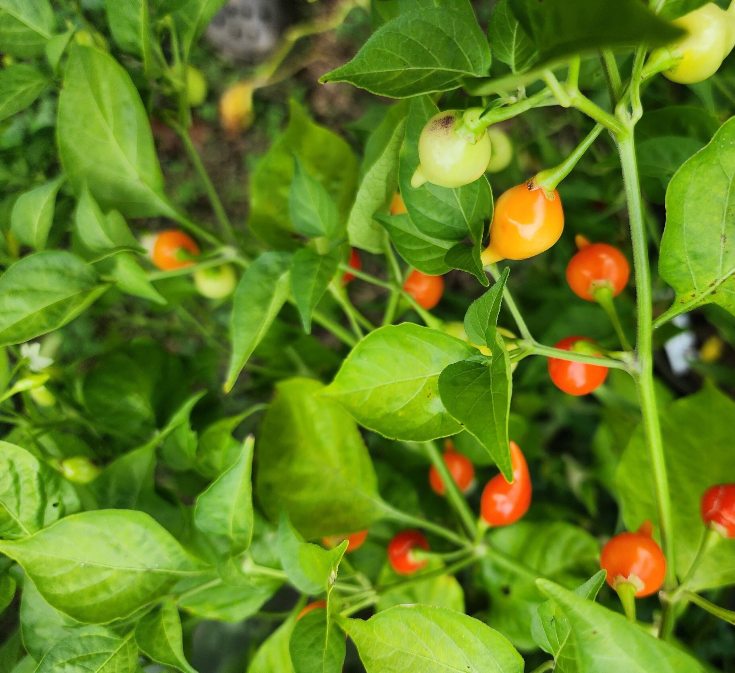 Fading Buckeye - Image 3