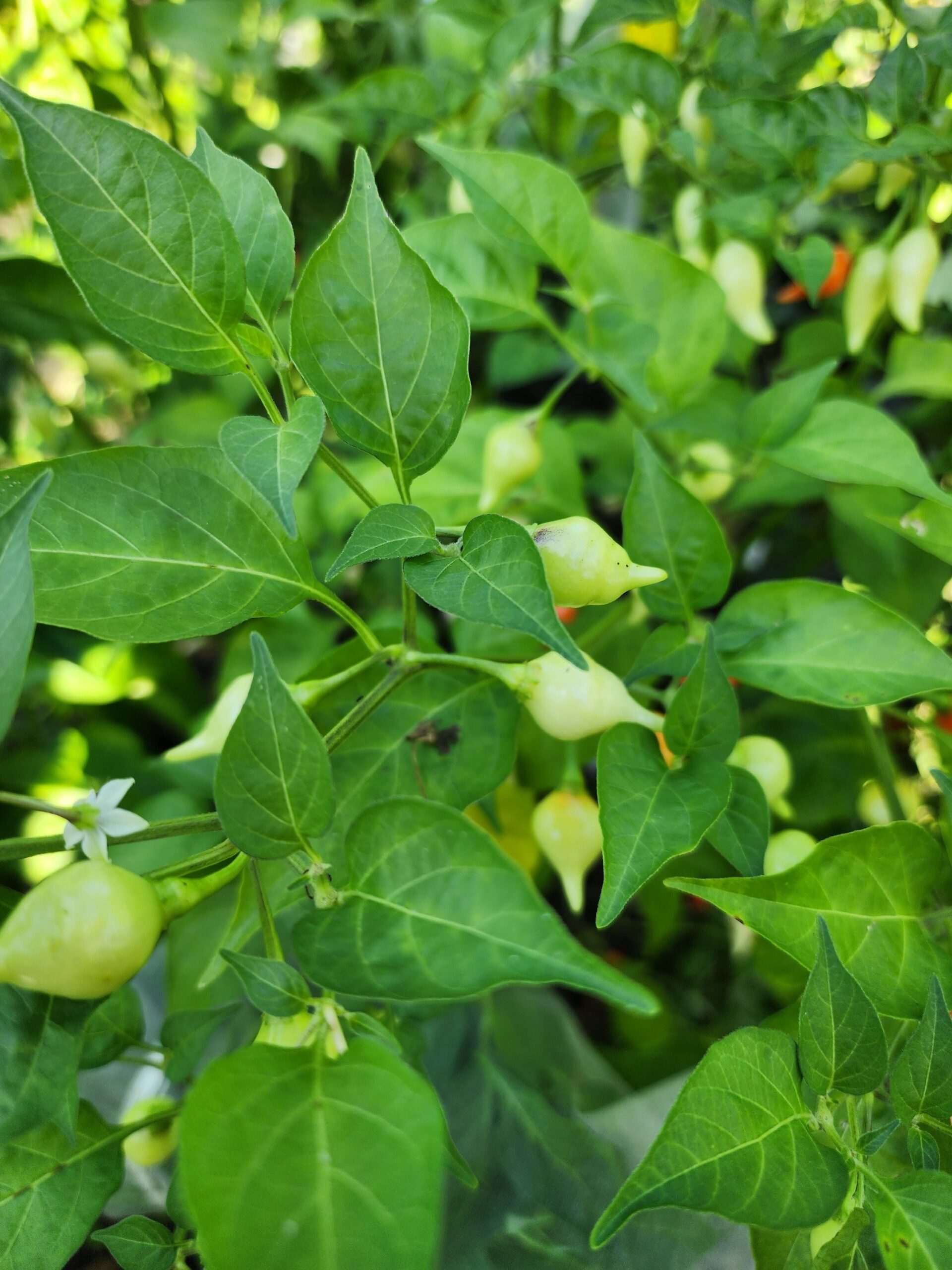 Fading Buckeye - Image 4