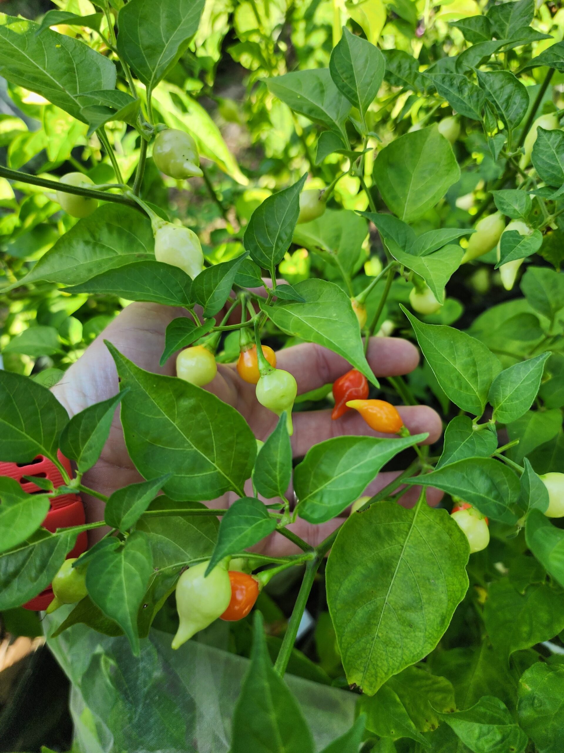 Fading Buckeye - Image 2