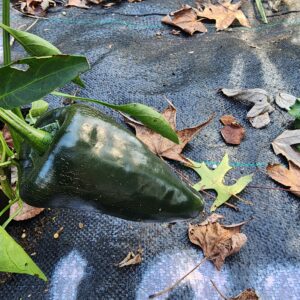 San Luis Poblano (Ancho)