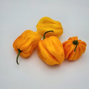 St. Lucia Scotch Bonnet