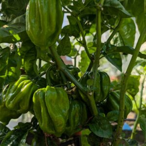St lucia scotch bonnet pepper seeds