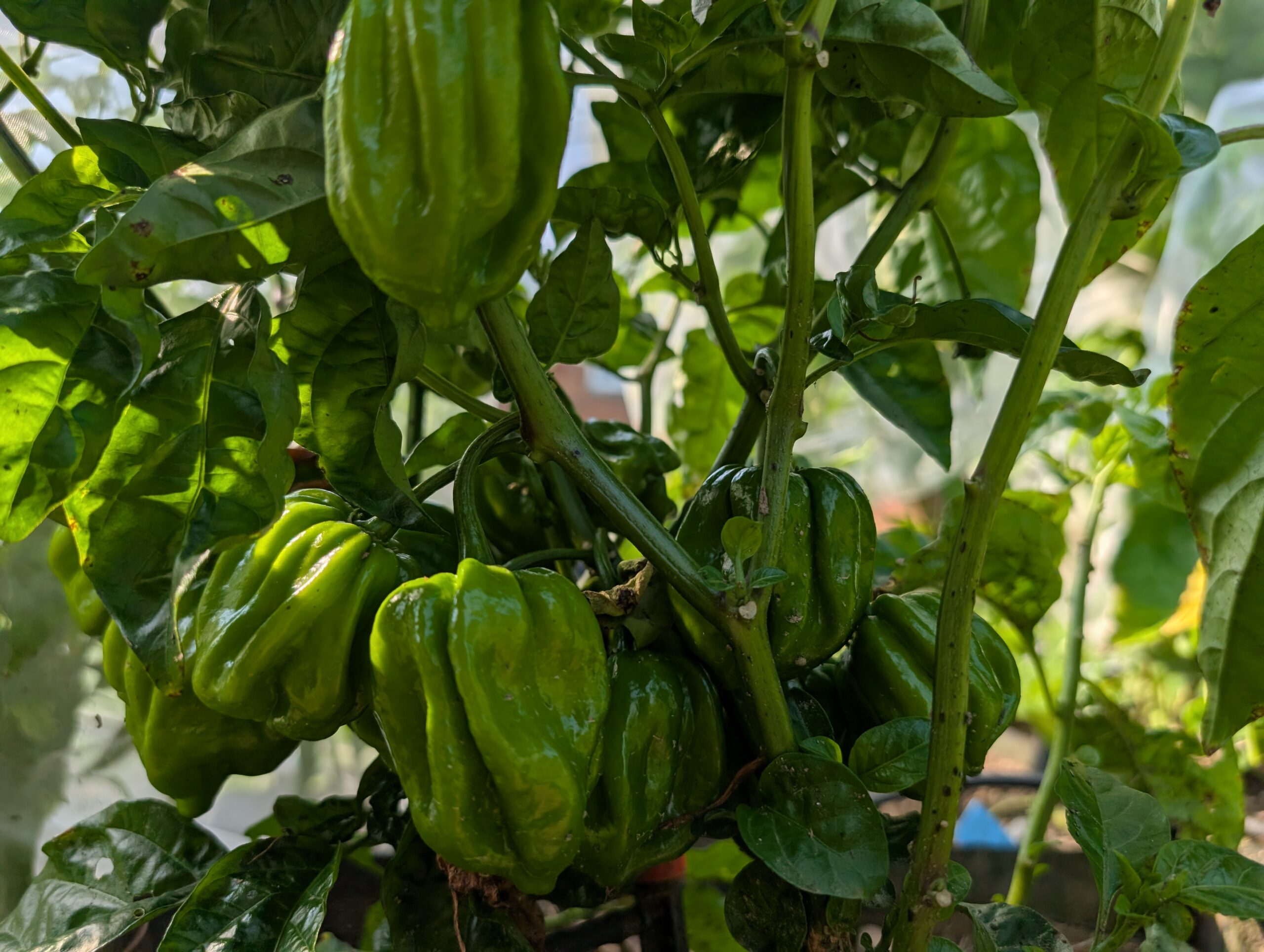 St lucia scotch bonnet pepper seeds