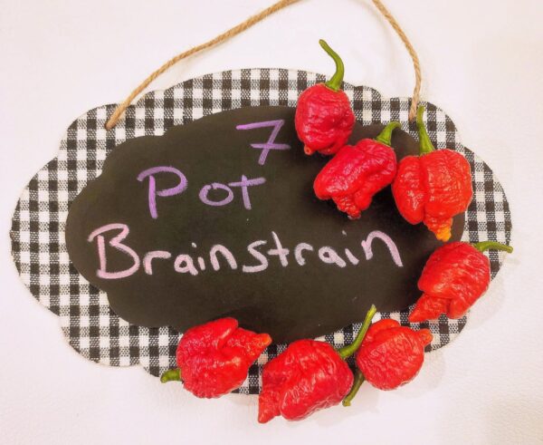 7 Pot Brain Strain, Red