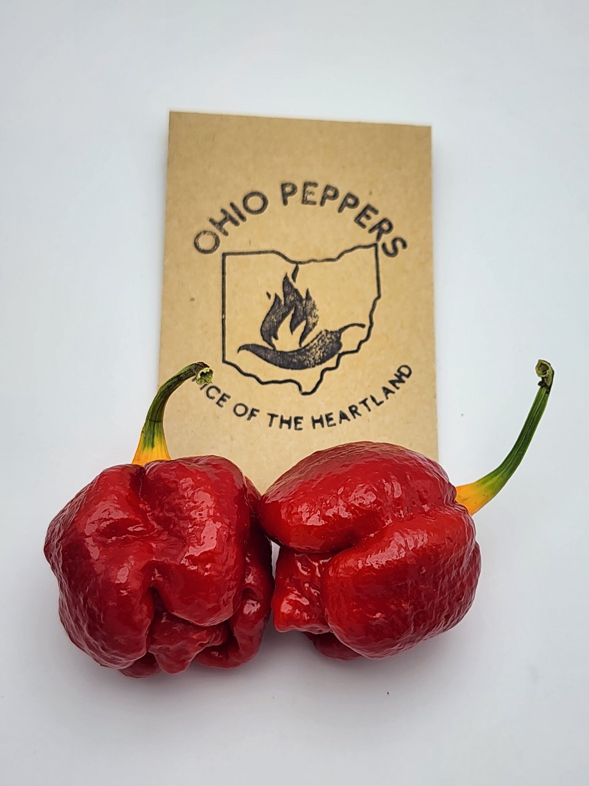 Dragons Breath - Image 3