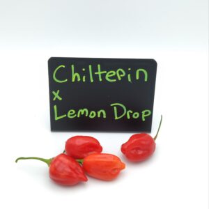 Chiltepin x Lemon Drop