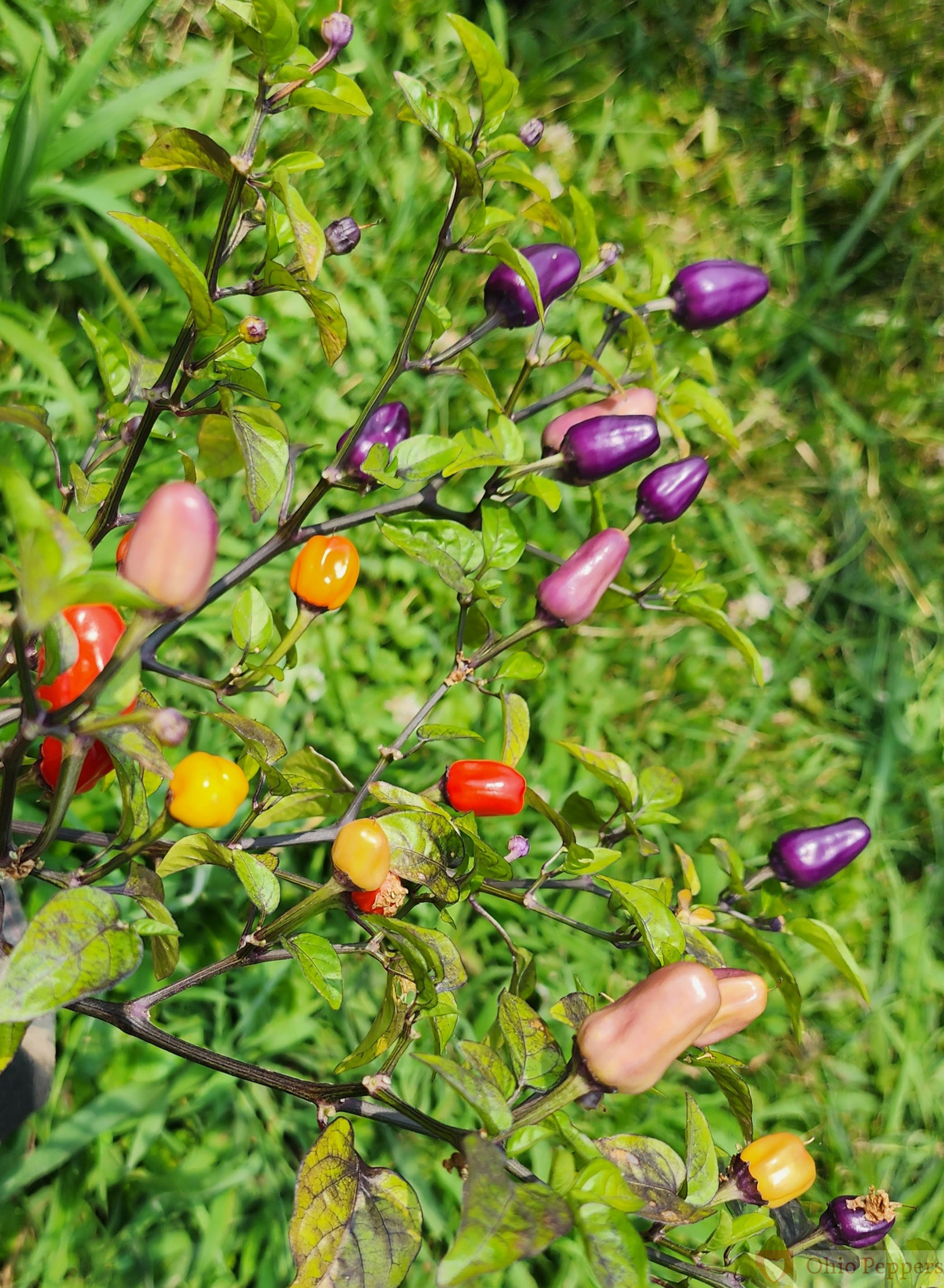 Chinense Five Color pepper seeds