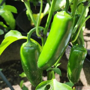 Nadapeno pepper Seeds for sale