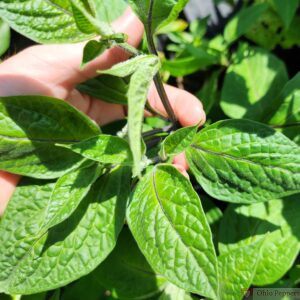 190 giant red rocoto pubescens