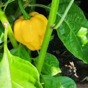 Aji Margariteno Seeds