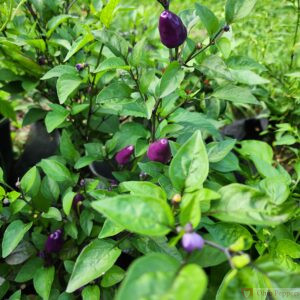 Chinense Five Color pepper seeds