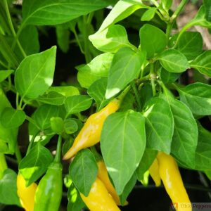 lemon drop pepper plant