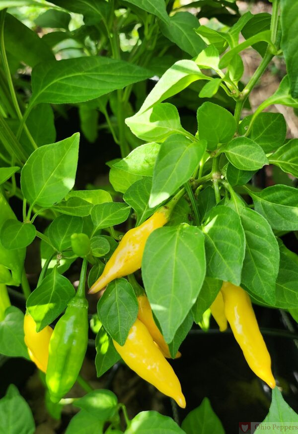 lemon drop pepper plant