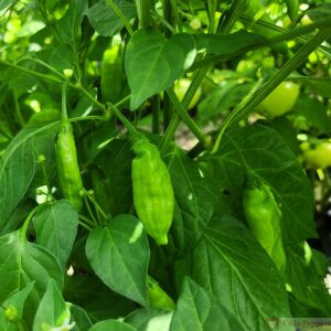 lemon drop pepper plant