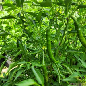 gochu peppers growing, green, unripe