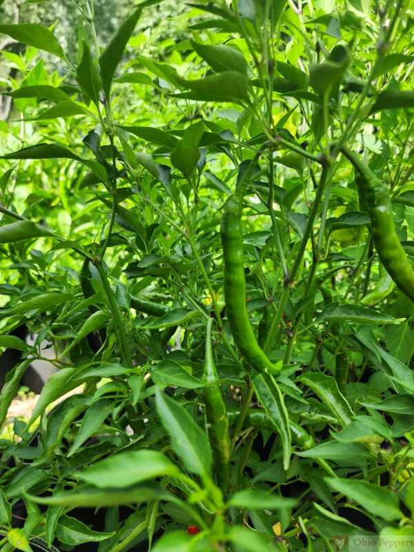 gochu peppers growing, green, unripe