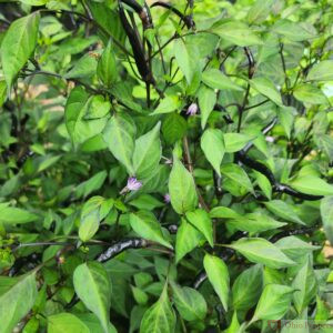 Black Thai Pepper