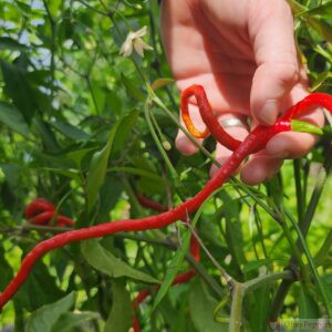 thunder mountain longhorn pepper seeds