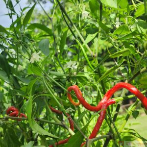 thunder mountain longhorn pepper seeds