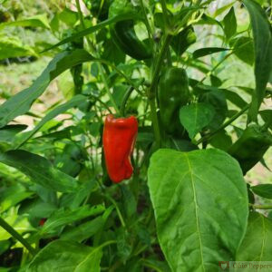 Cubanelle Peppers