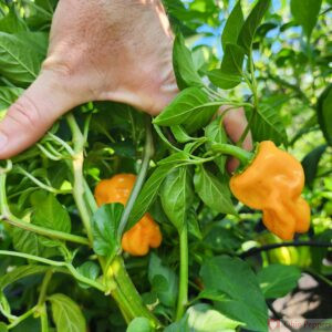 Yellow Dragon Toe Pepper Seeds for Sale