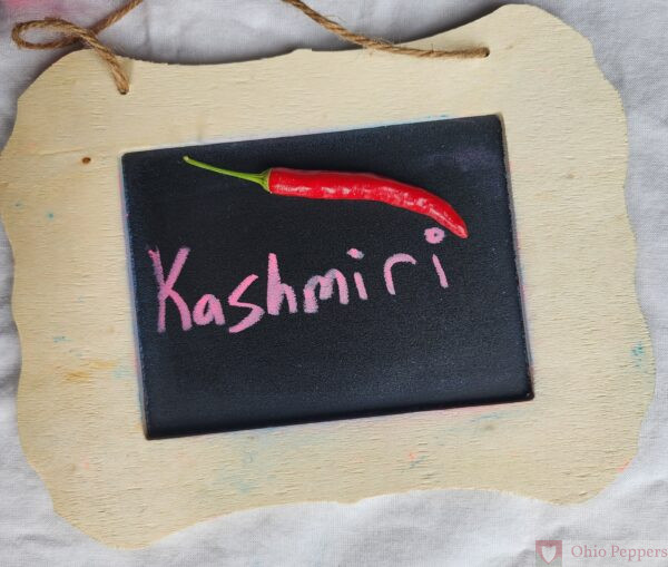 Kashmiri pepper seeds