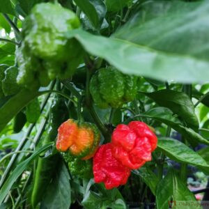 Dragons breath pepper seeds