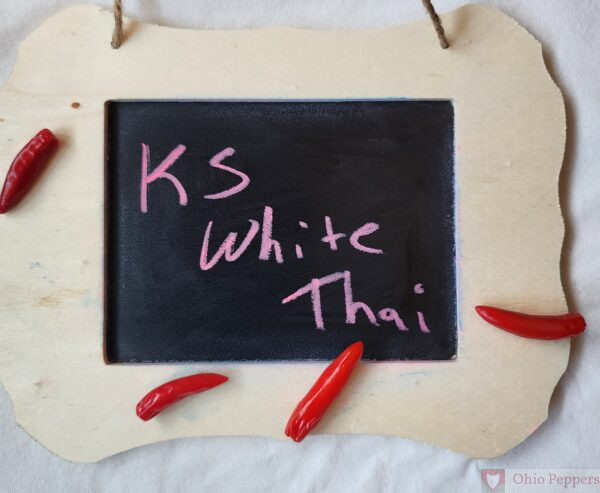 KS White Thai - Image 5