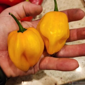 Grenada Seasoning peppers in hand