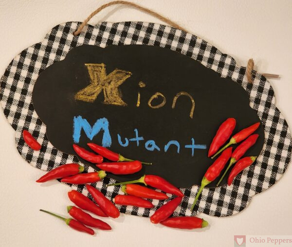 Xion Mutant pepper seeds