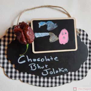 Bhut Jolokia Chocolate pepper seeds for sale