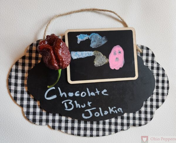 Bhut Jolokia Chocolate pepper seeds for sale